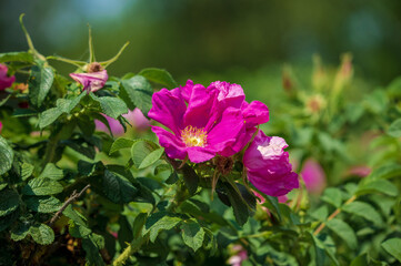 Pink Magenta wild rosehip flowers and young green buds and fruits.