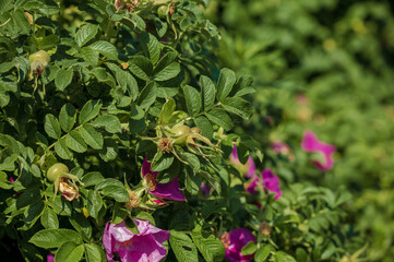 Pink Magenta wild rosehip flowers and young green buds and fruits.
