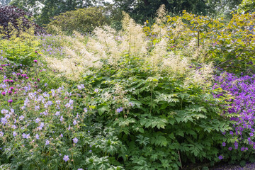 Aruncus dioicus Wald-Geißbart