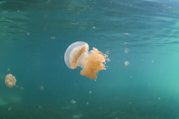 Obraz na płótnie Canvas jellyfish in the lake