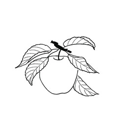 Black and white hand drawn icon in vintage engraving  style of apple plant and fruit.