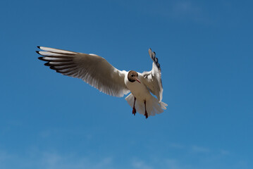 View of flying seagulls