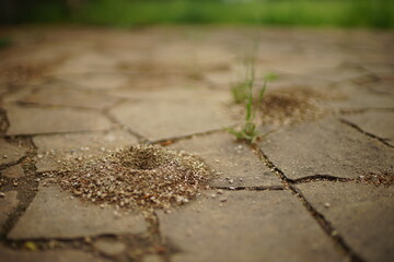Small nests of ants in the stone floor of wild tiles.