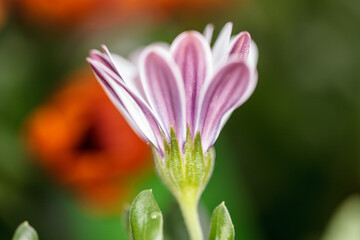 Crown of daisy petals opening the morning light