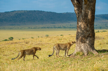 Cheetahs sniffing Tree, Acinonyx jubatus, Maasai Mara National Reserve, Kenya, Africa