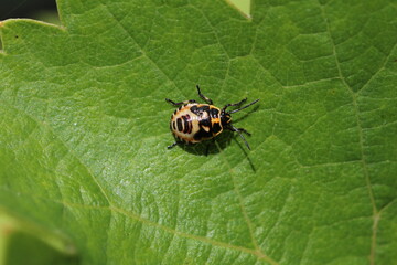 Larve der Schmuckwanze - Eurydema ornata