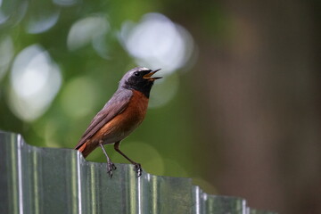 Redstart