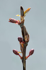 Purple decorative cherry, branch with buds on a light background
