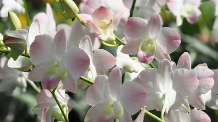 Abstract background of white and pink orchids, focus of beautiful  dendrobium, on blurred natural...