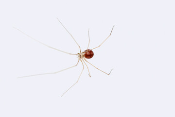 Shortbodies Cellar spider, Spermophora senoculata, Pholcidae, Satara, Maharashtra, India