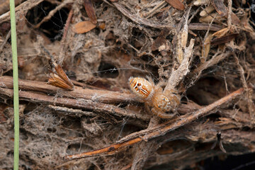 Dorsal of female jumping spider, Thyene imperialis, Satara, Maharashtra, India