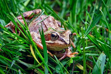 Grasfrosch ( Rana temporaria ).