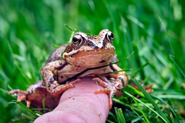 Grasfrosch ( Rana temporaria ).