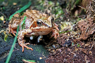 Grasfrosch ( Rana temporaria ).