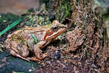Grasfrosch ( Rana temporaria ).