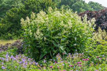 Polygonum polymorphum 'Johanniswolke' – Busch-Knöterich, Staudenflieder