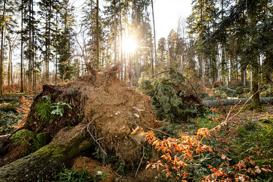 scenery shot of a storm damaged forest, broken trees after hurricane in germany