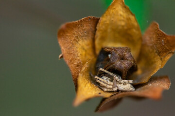 a macro image of a spider trying to hide inside a dead flowerhead 