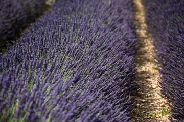 Lavender field in Provence landscape