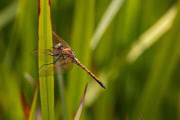 dragonfly on a green leaf