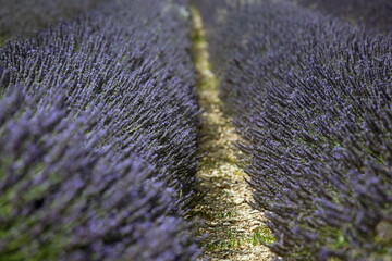 Lavender field in Provence landscape
