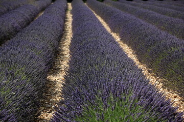 Fototapeta na wymiar Lavender field in Provence landscape