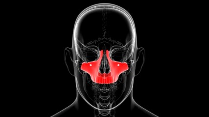 Human Skeleton Skull Maxillal Bone Anatomy For Medical Concept © mybox