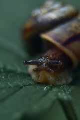 Forest snail on a leaf.