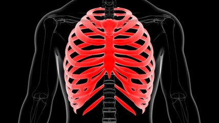 Human skeleton anatomy Rib Cage 3D Rendering © mybox