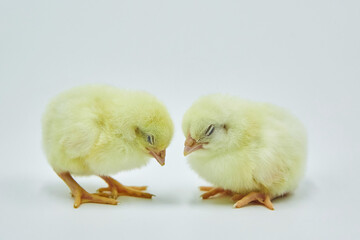 Two small yellow newborn Chicks fall asleep on a white background.