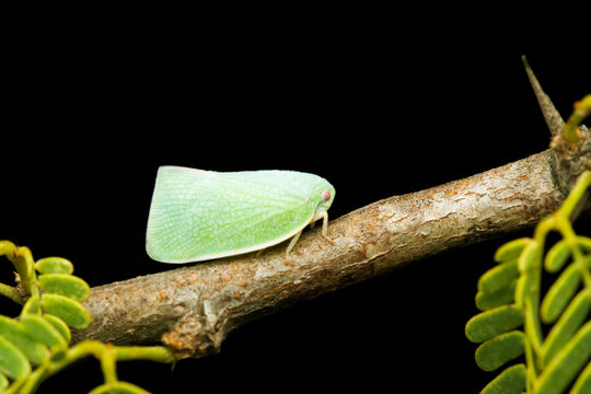 Planthopper also known as Fish Moth, Siphanta acuta, Satara, Maharashtra, India