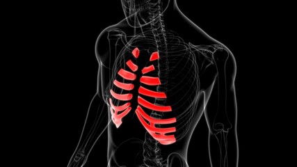 Human skeleton anatomy Costal Cartilage 3D Rendering © mybox