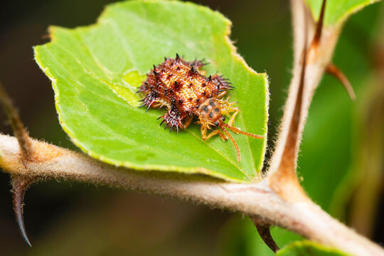 Spiny back tortoise beetle, Platipria echidna, Chrysomelidae, Satara, Maharashtra, India
