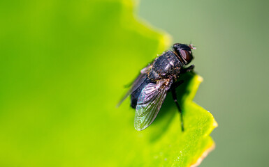 a macro image of a fly resting on a green leaf on a walk around Marbella, Spain 