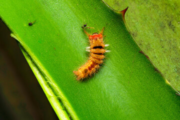 Tussok silk moth ready to pupate, Antheraea mylitta, Saturniidae, Satara, Maharashtra, India