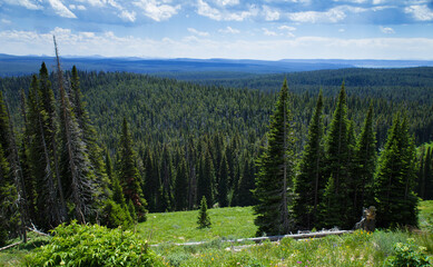 Overlook forest with blue sky in Yellowstone national park