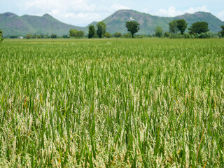 Rice fields near to harvest