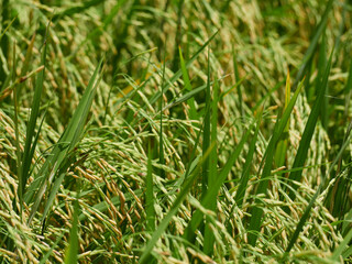 Rice fields near to harvest