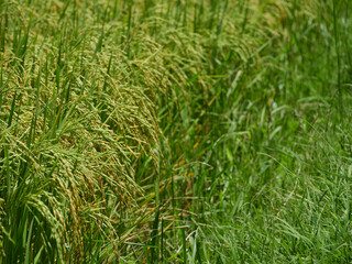 Rice fields near to harvest