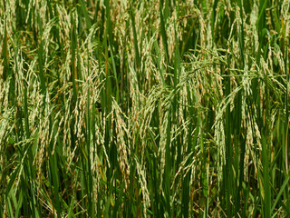 Rice fields near to harvest