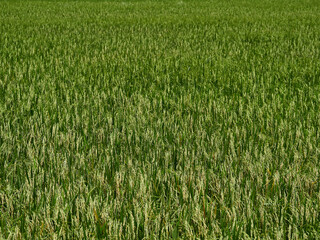 Rice fields near to harvest