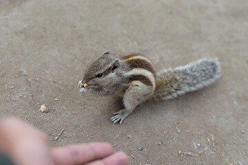 Palm squirrel eating nuts. Squirrel and human.