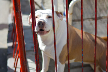 Beautiful sad and depressed american stafforidshire terierr dog in gypsy village. Agressive abused...