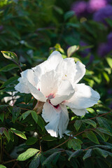 nice peony in the garden