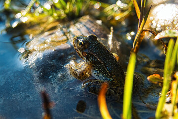 Ein Frosch lässt sich die Abendsonne ins Gesicht scheinen