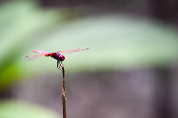 red dragonfly on a flower