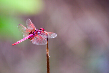 red dragonfly on a branch