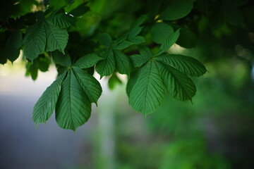 Fototapeta na wymiar Chestnut tree branch with lush green leaves in summer.