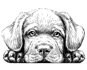 Labrador puppy. Sticker on the wall in the form of a graphic hand-drawn sketch of a dog portrait.