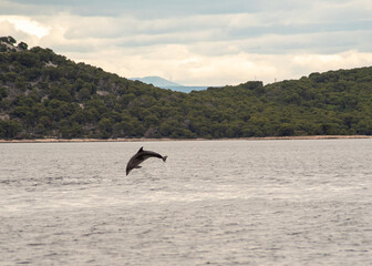 Fototapeta na wymiar Dolphins in the wild